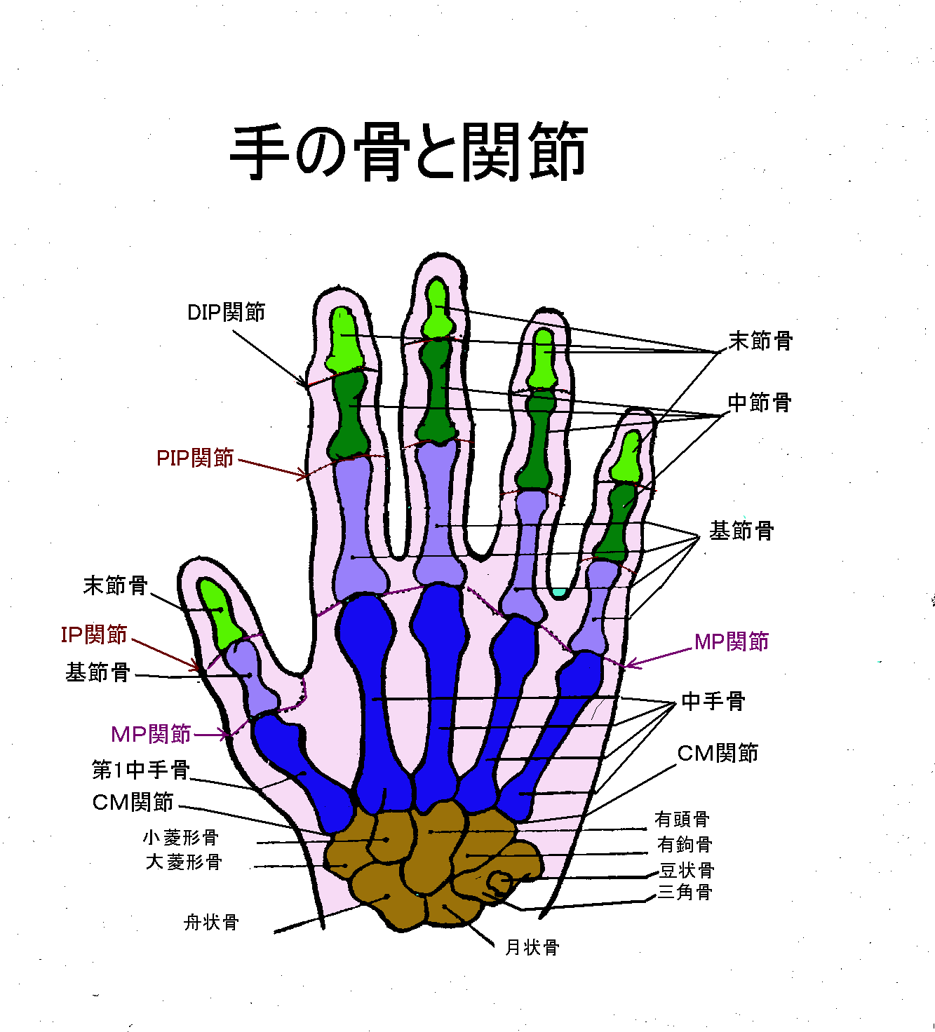 手首 骨 名前